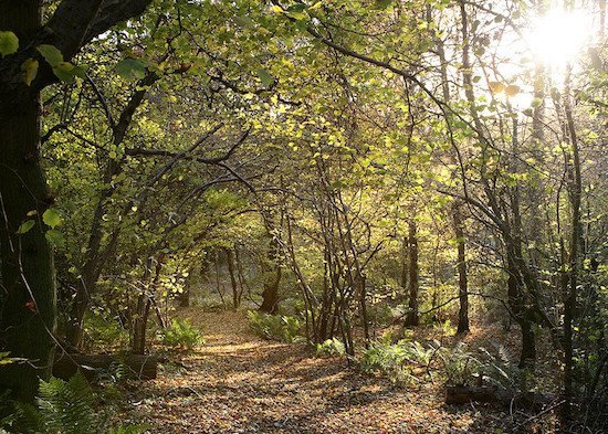 Forest-walks-The-Heart-of-England-Forest-Dennis-Maps