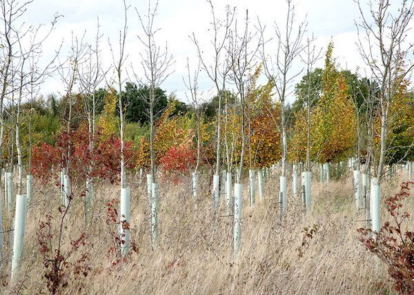 Saplings in the Heart of England Forest - Dennis Maps