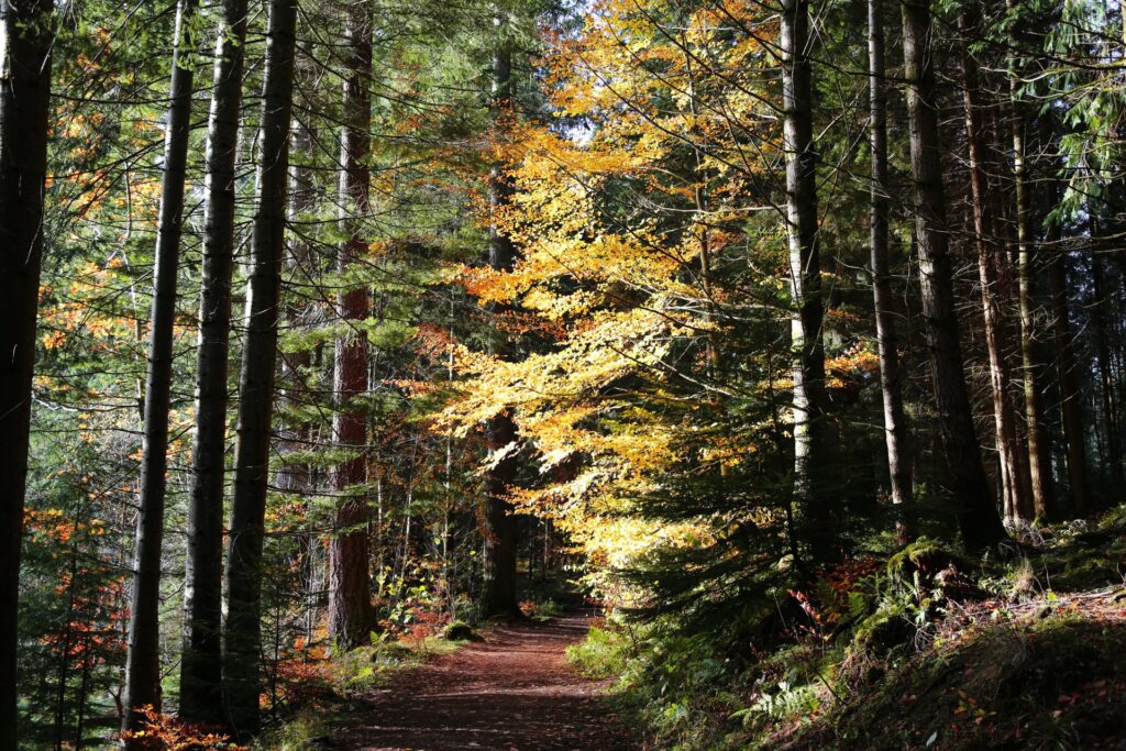 Gwydir Forest Park, Conwy, Wales