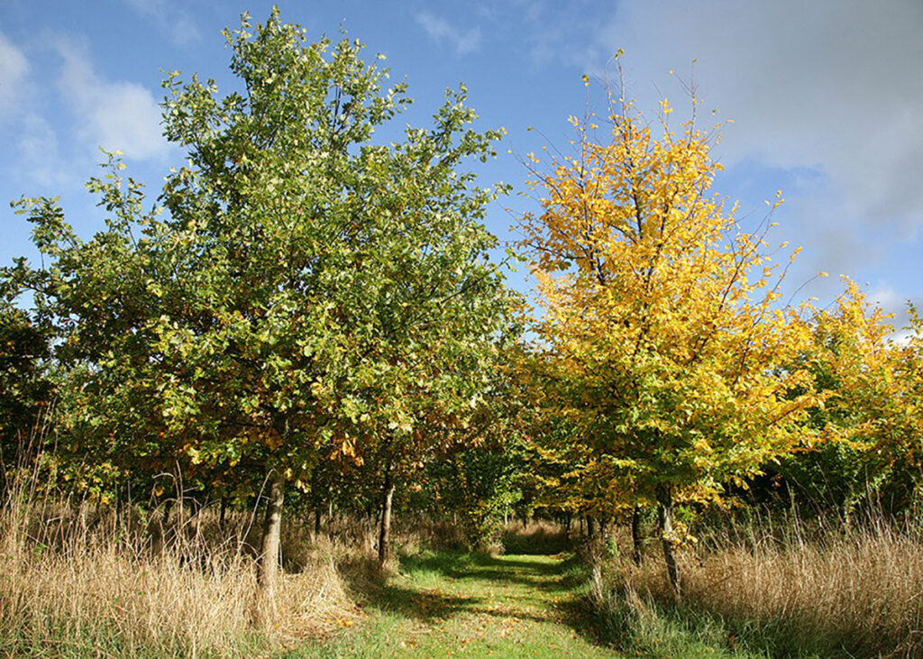 The Heart of England Forest, Warwickshire and Worcestershire, England.