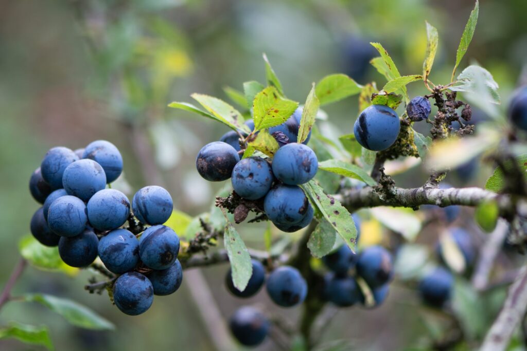 Sloe berries on blackthorn (Prunus spinosa).