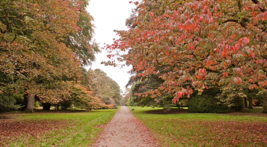 large format maps for autumn walks