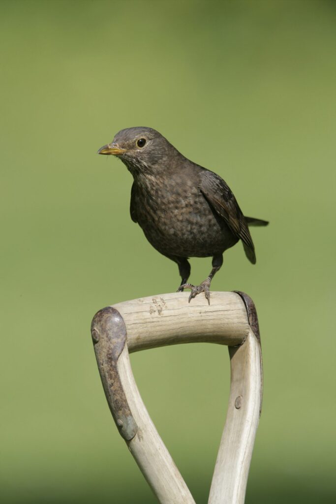 Blackbird Turdus merula, female, on garden fork handle. Nigel Blake (rspb-images.com)