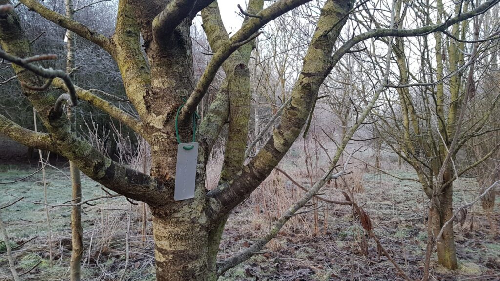 Tag a tree