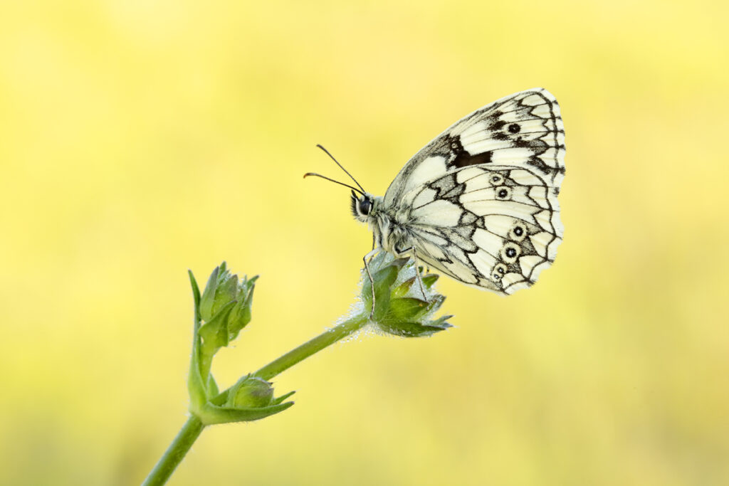 dennis maps butterfly count