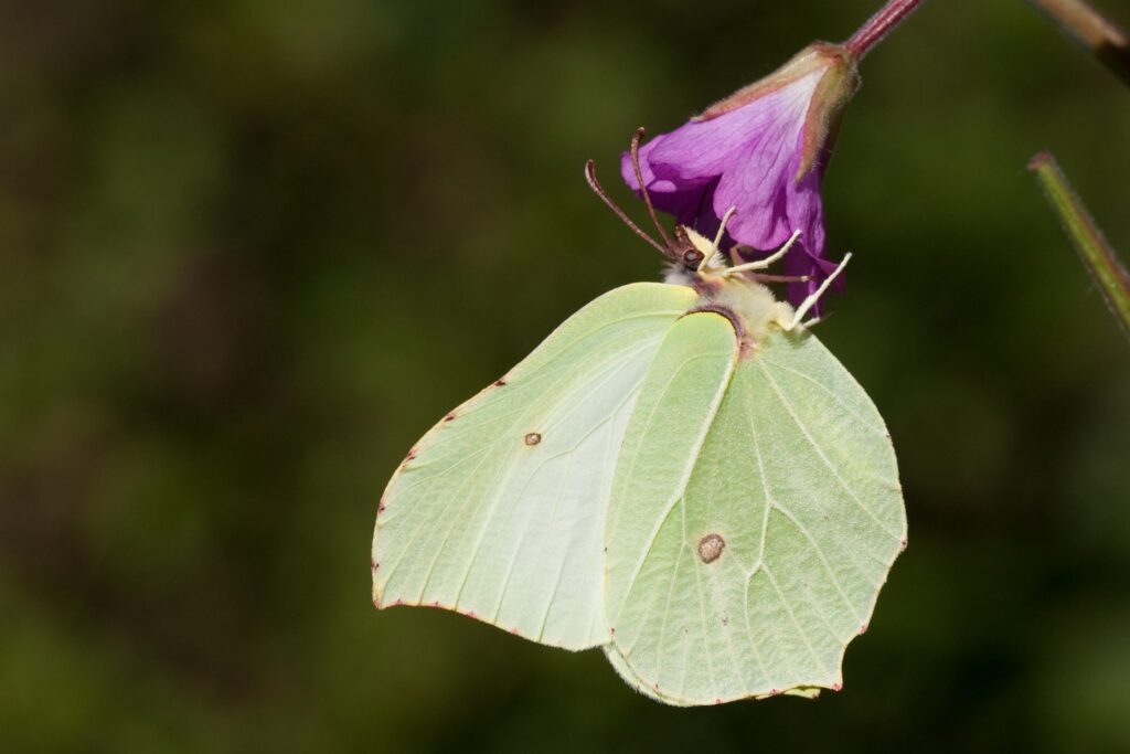 Brimstone-butterfly 