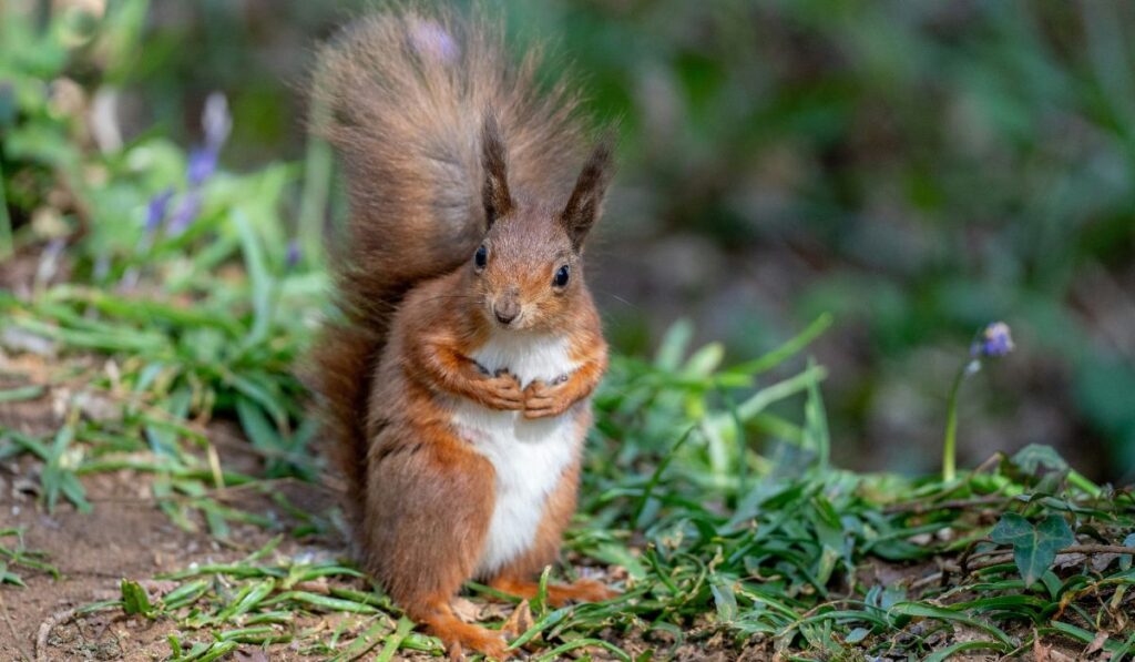 “Red squirrel, Bob Brewer on Unsplash